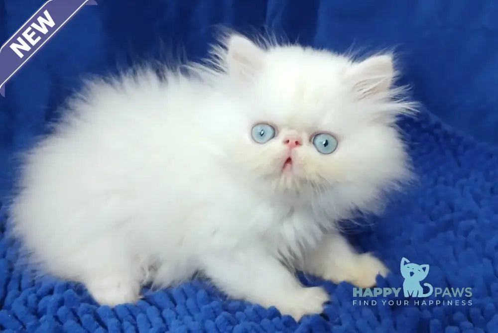 Lotos Persian male white live animals