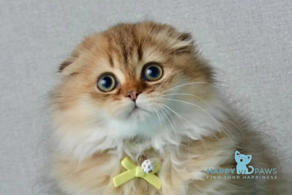 Lottie Scottish Fold female black golden ticked tabby live animals