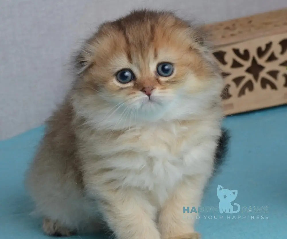 Lottie Scottish Fold female black golden ticked tabby live animals