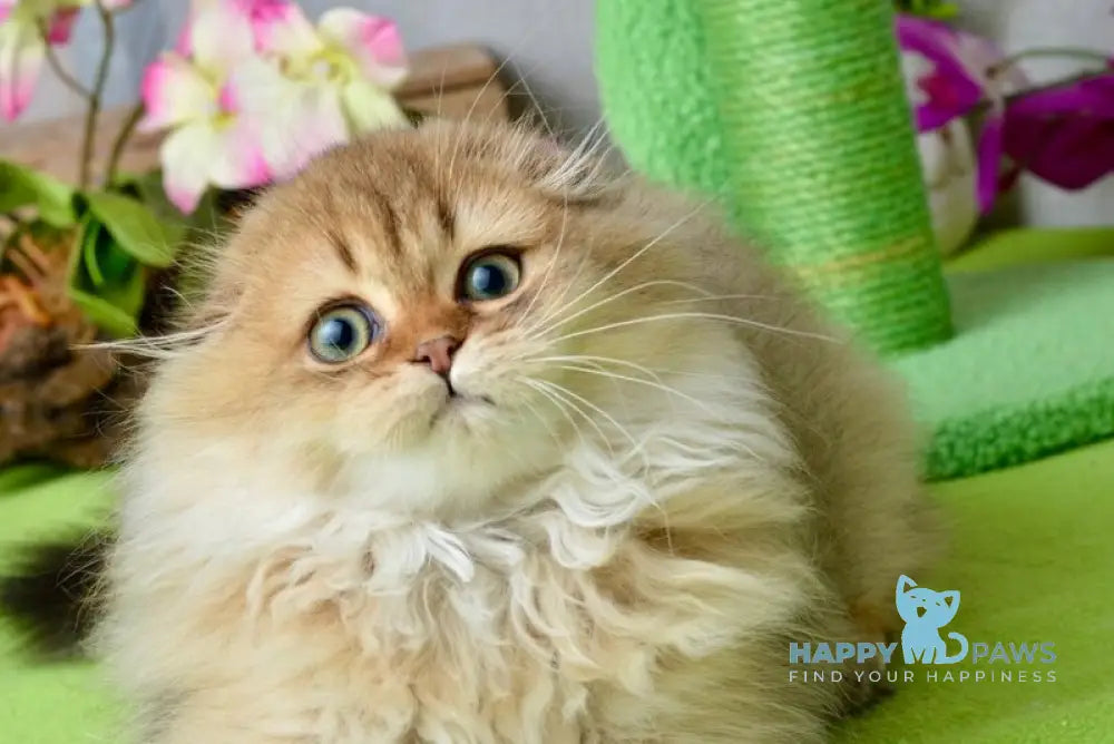 Lottie Scottish Fold female black golden ticked tabby live animals