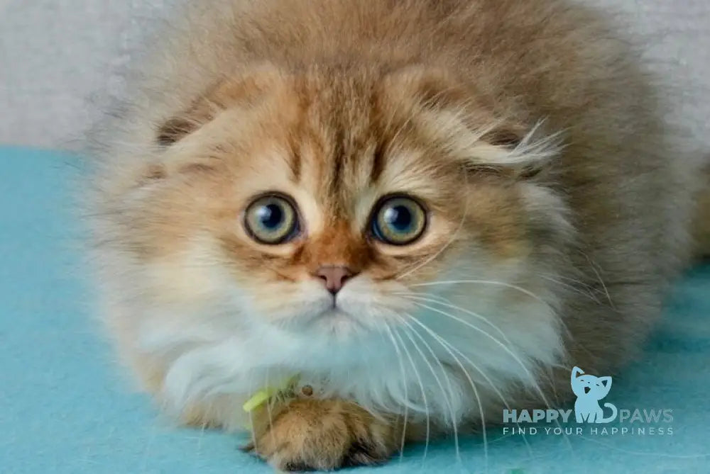 Lottie Scottish Fold female black golden ticked tabby live animals