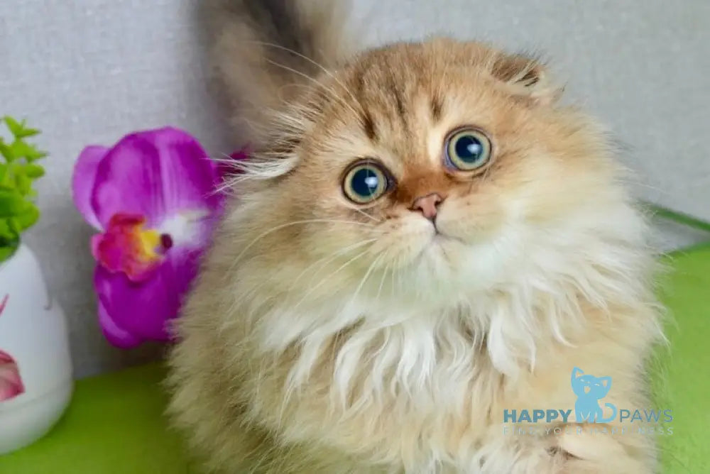 Lottie Scottish Fold female black golden ticked tabby live animals