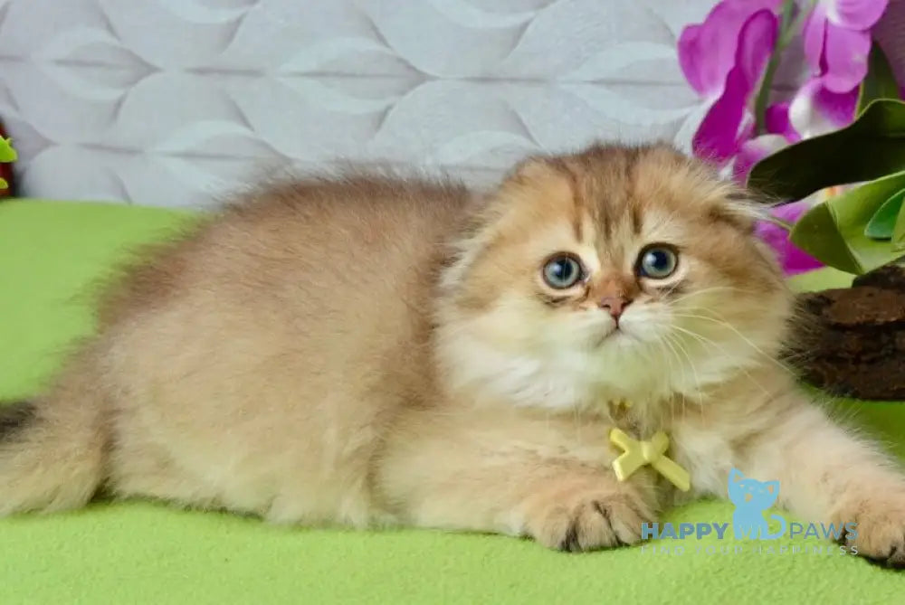 Lottie Scottish Fold female black golden ticked tabby live animals