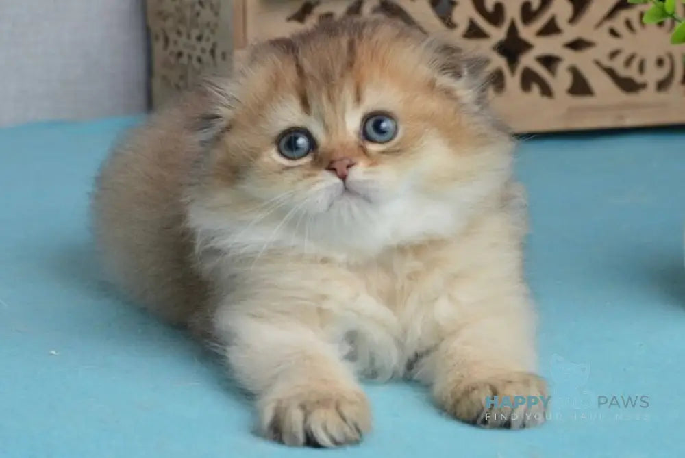 Lottie Scottish Fold female black golden ticked tabby live animals