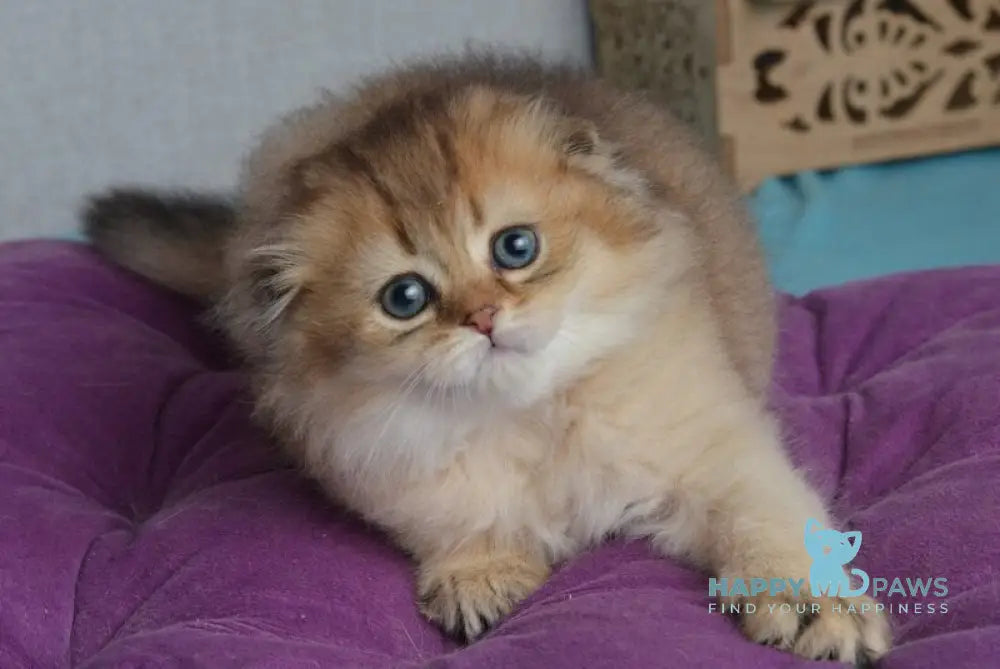 Lottie Scottish Fold female black golden ticked tabby live animals