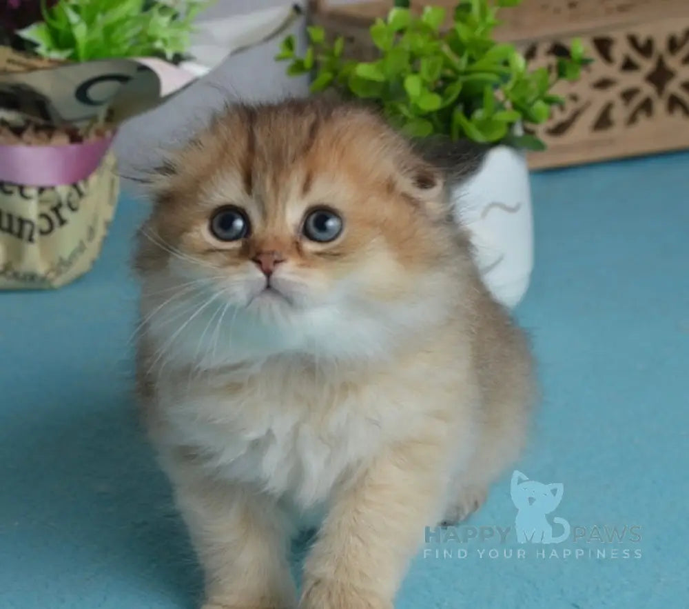 Lottie Scottish Fold female black golden ticked tabby live animals