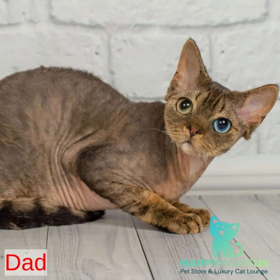 Lotty Devon Rex female black bicolour tabby - live animals