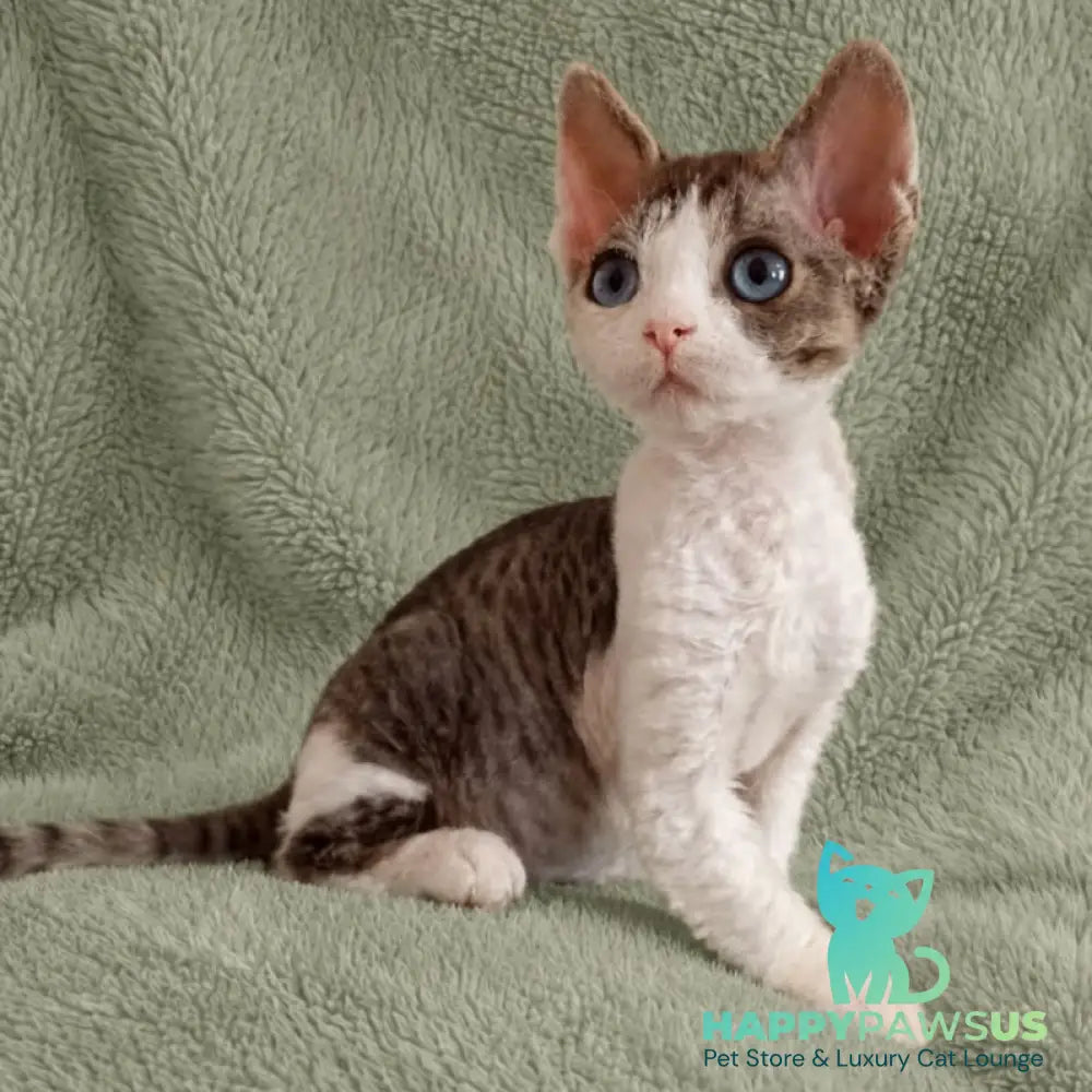 Lotty Devon Rex female black bicolour tabby - live animals