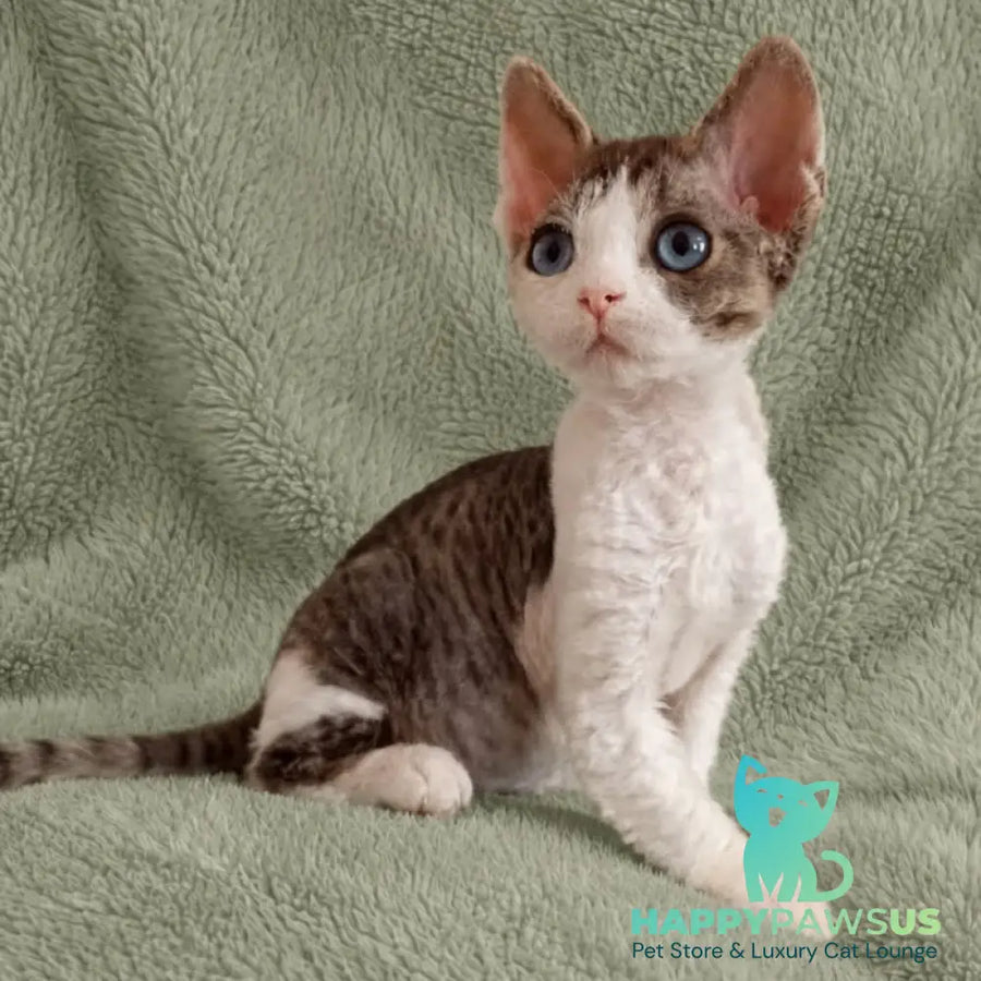 Lotty Devon Rex female black bicolour tabby - live animals
