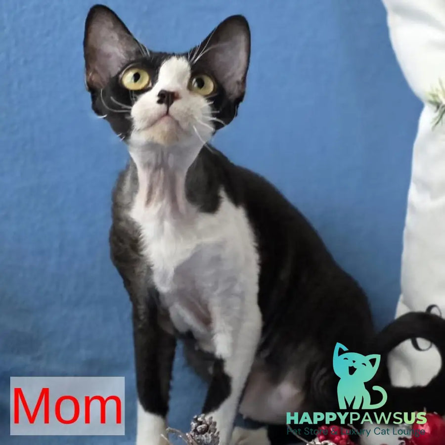 Lotty Devon Rex female black bicolour tabby - live animals