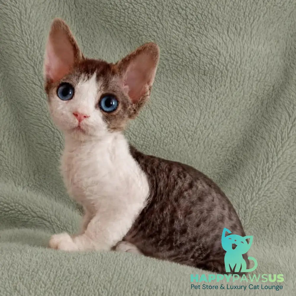 Lotty Devon Rex female black bicolour tabby - live animals