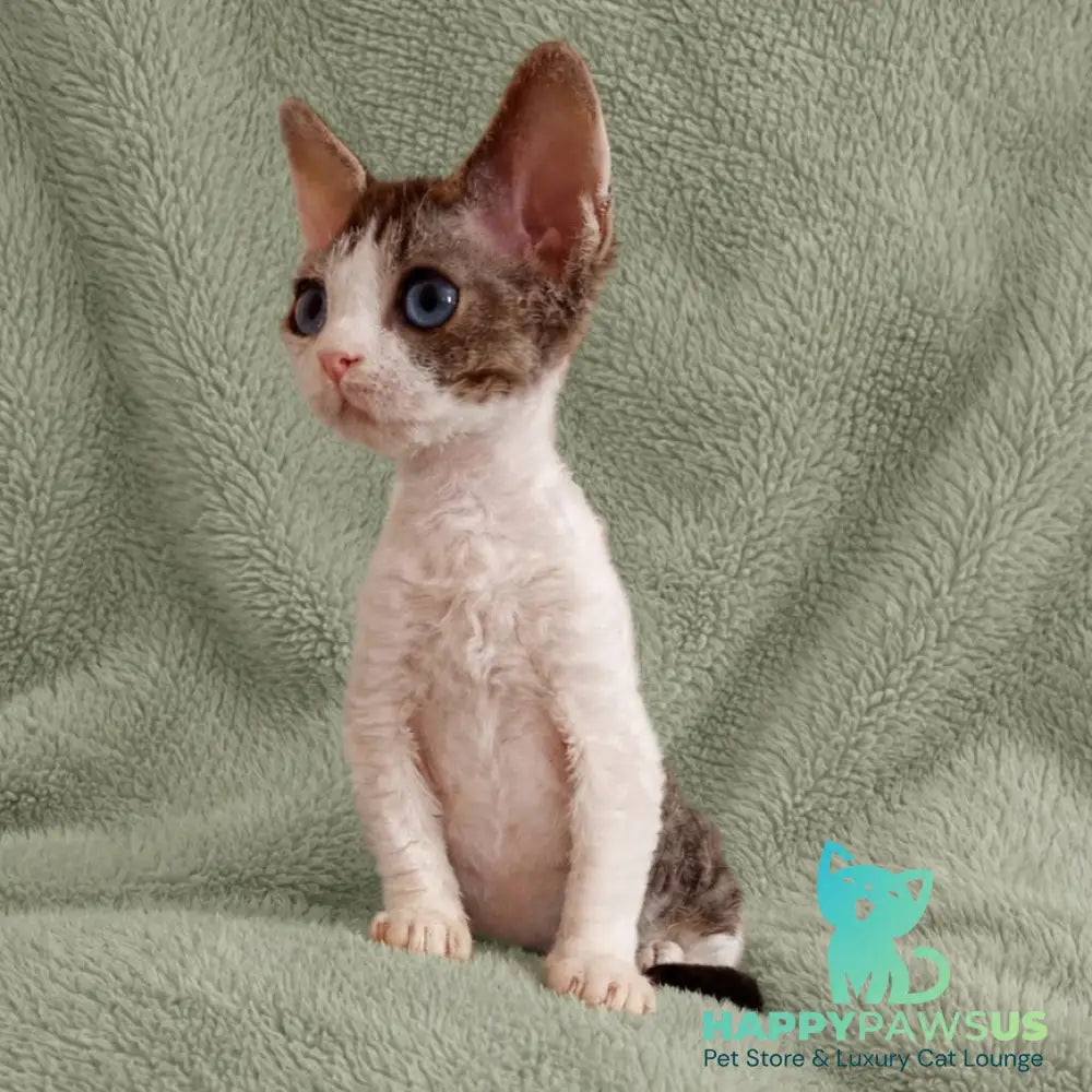 Lotty Devon Rex female black bicolour tabby - live animals