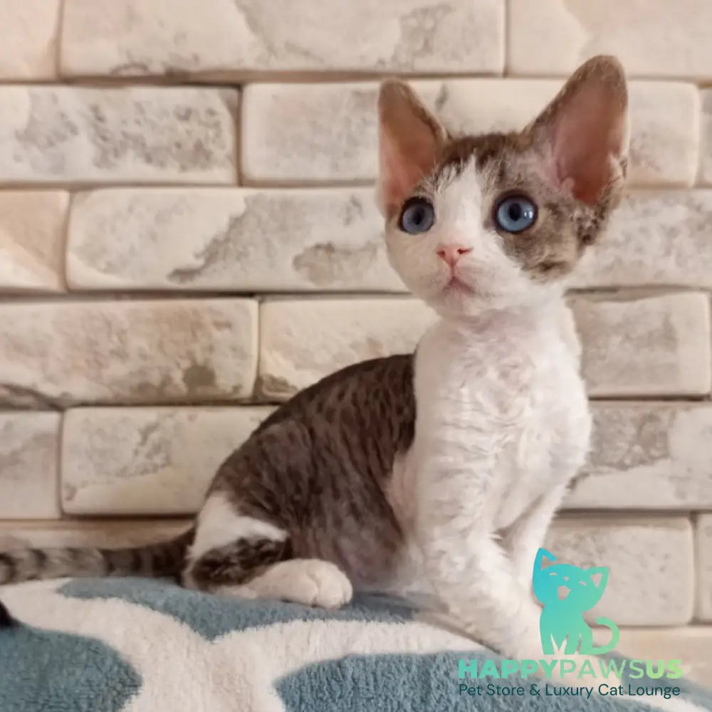 Lotty Devon Rex female black bicolour tabby - live animals
