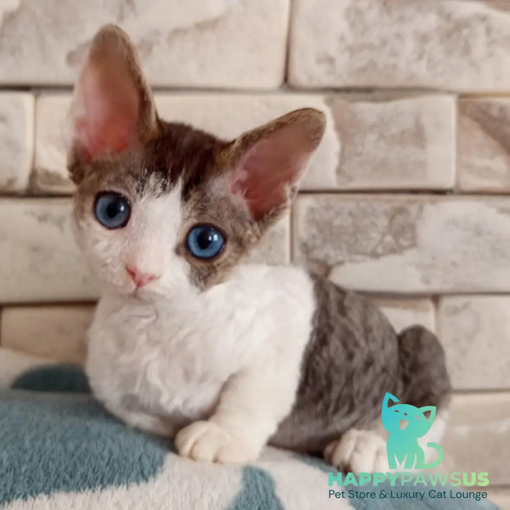 Lotty Devon Rex female black bicolour tabby - live animals