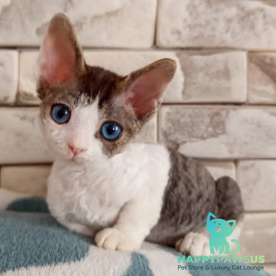 Lotty Devon Rex female black bicolour tabby - live animals