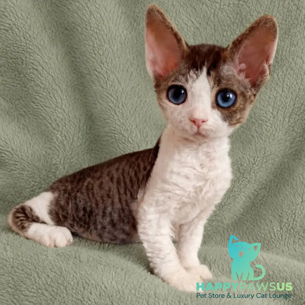 Lotty Devon Rex female black bicolour tabby - live animals