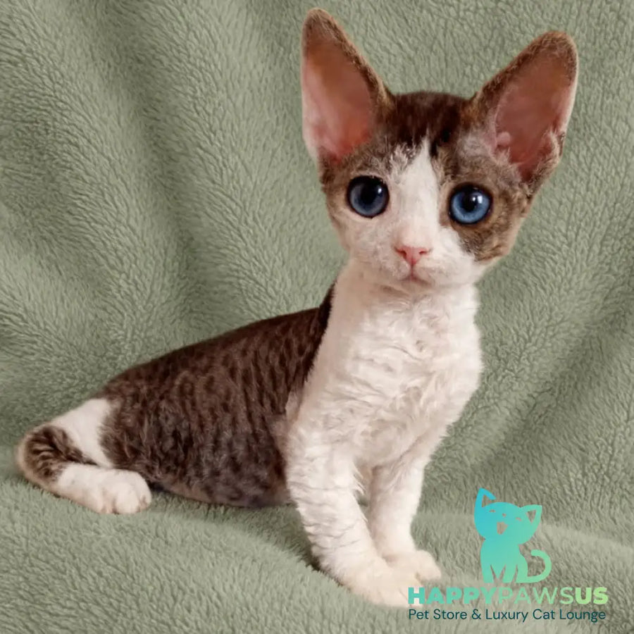 Lotty Devon Rex female black bicolour tabby - live animals