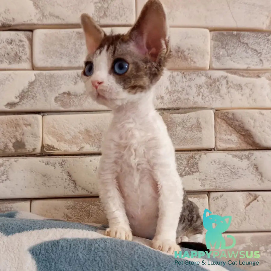 Lotty Devon Rex female black bicolour tabby - live animals