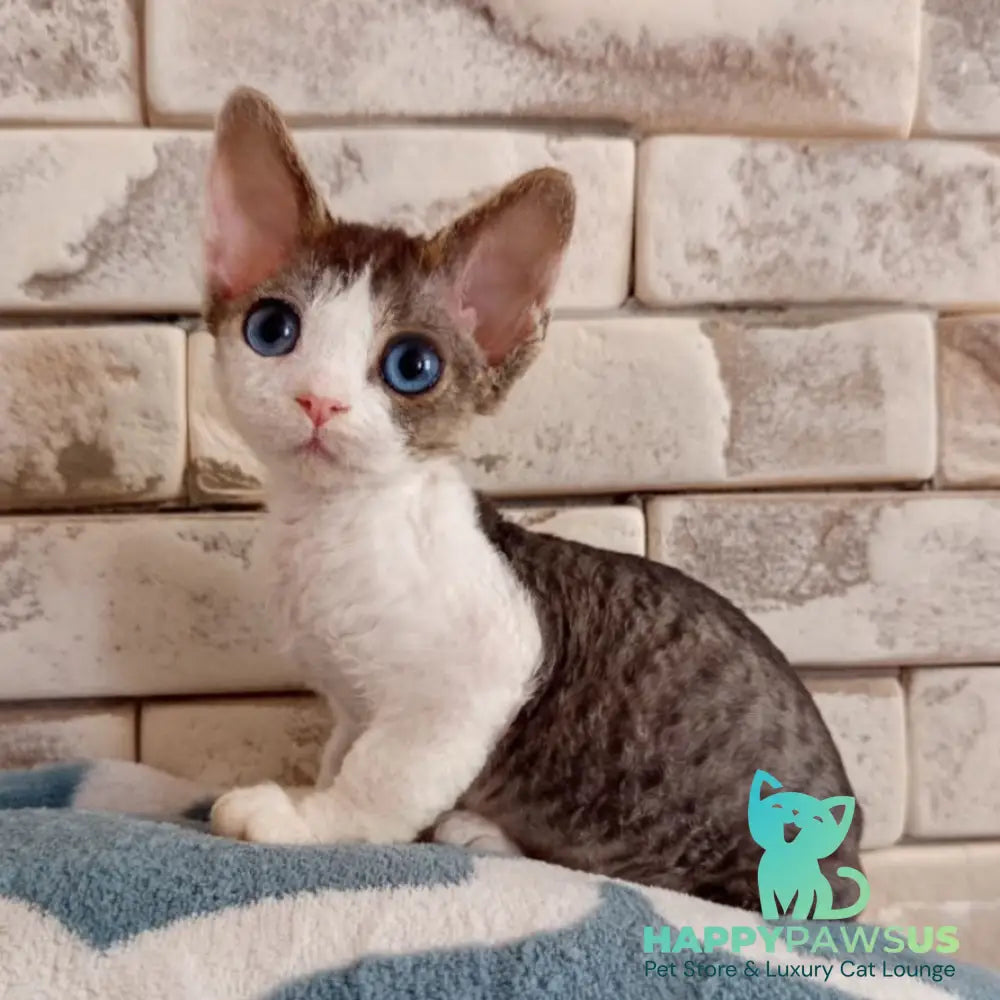 Lotty Devon Rex female black bicolour tabby - live animals
