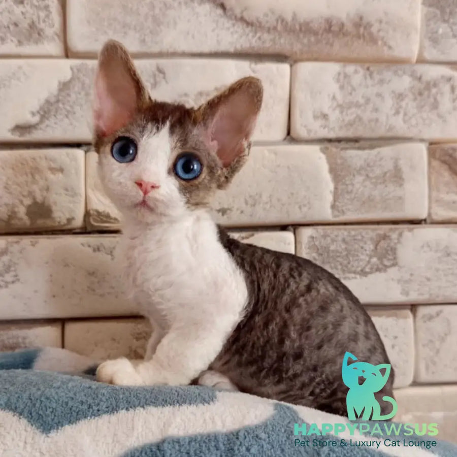 Lotty Devon Rex female black bicolour tabby - live animals