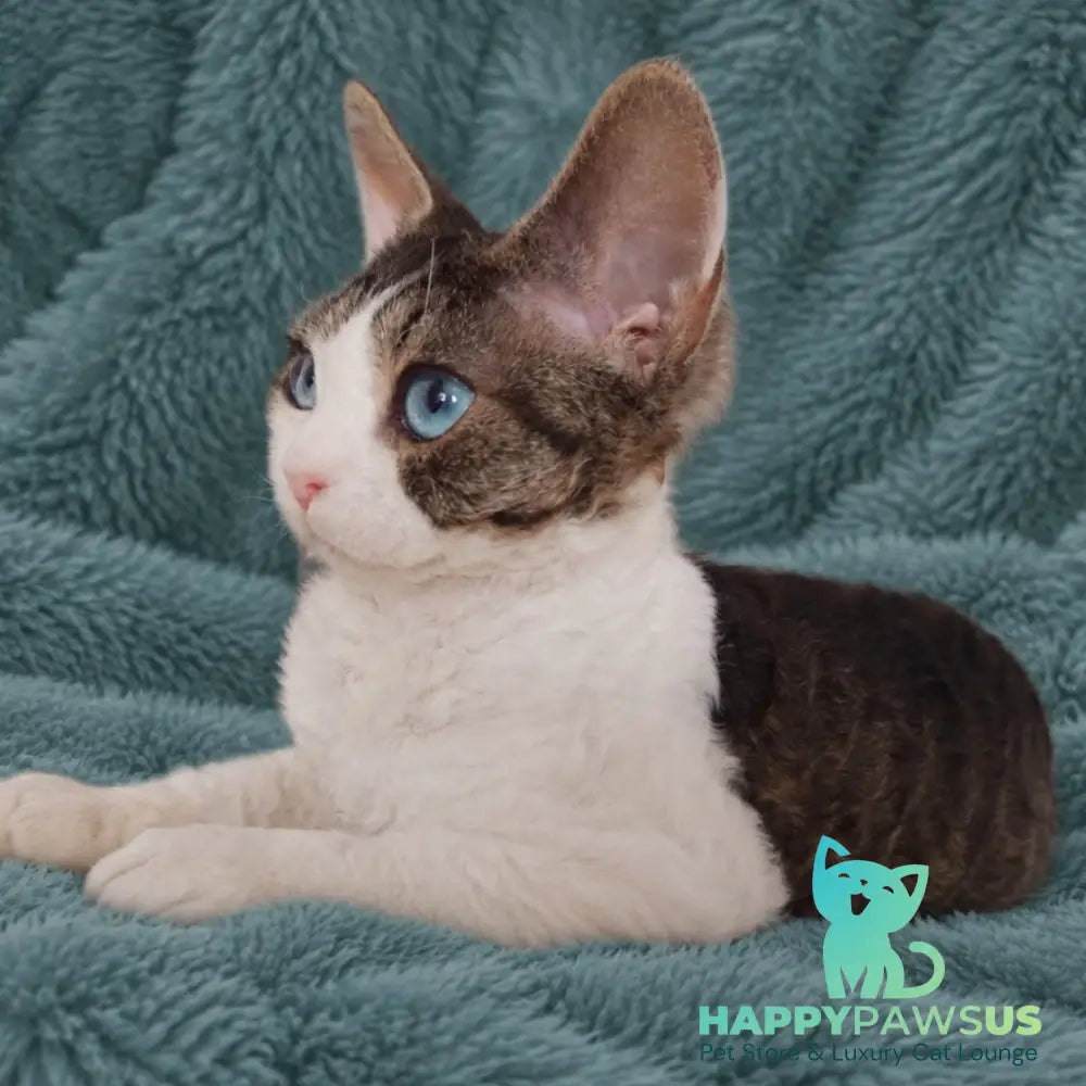 Lotty Devon Rex female black bicolour tabby - live animals