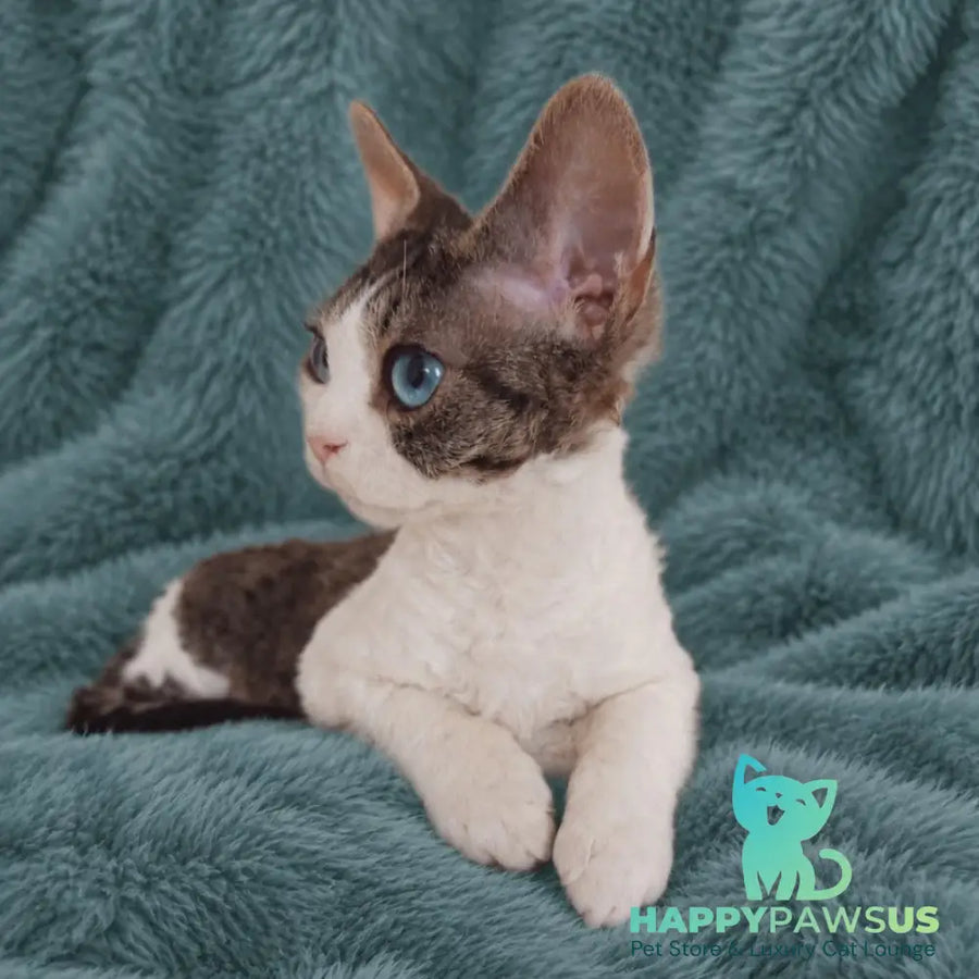 Lotty Devon Rex female black bicolour tabby - live animals