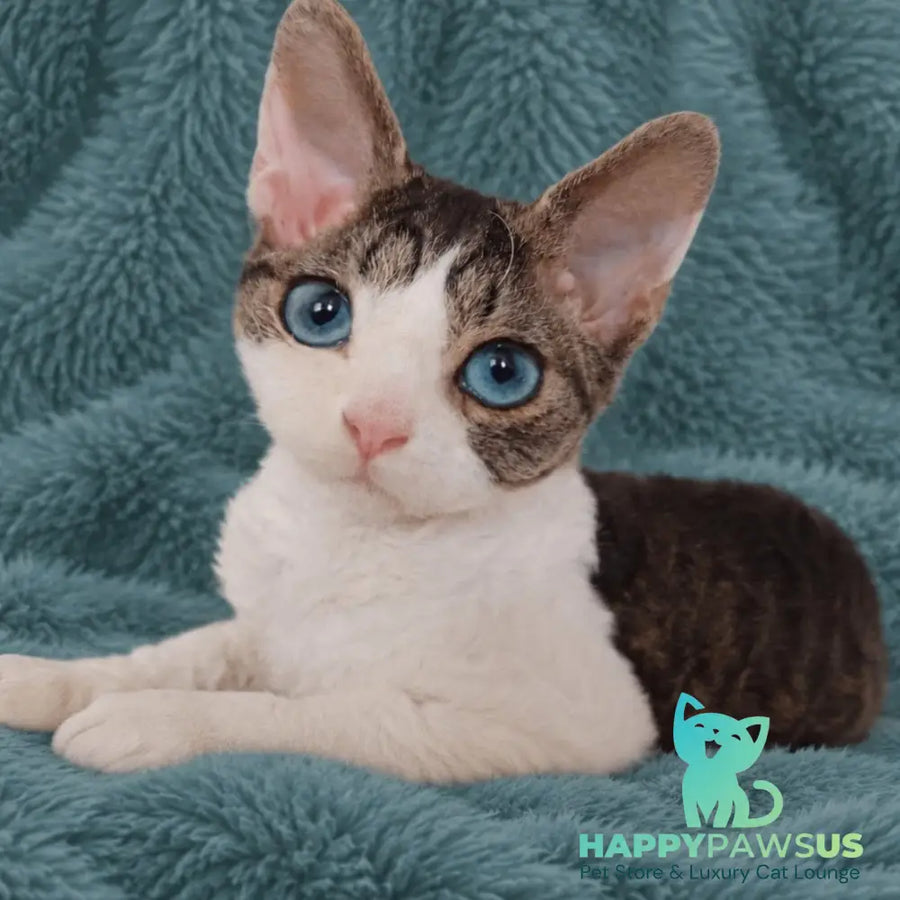 Lotty Devon Rex female black bicolour tabby - live animals
