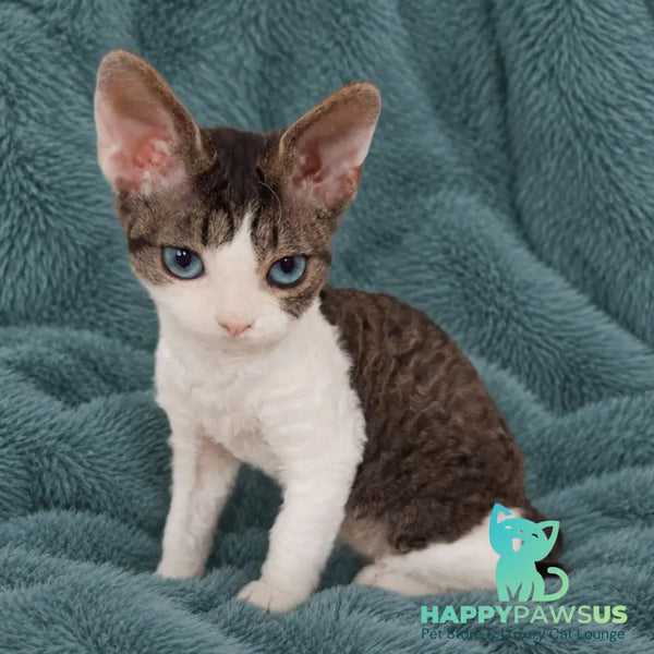Lotty Devon Rex female black bicolour tabby - live animals