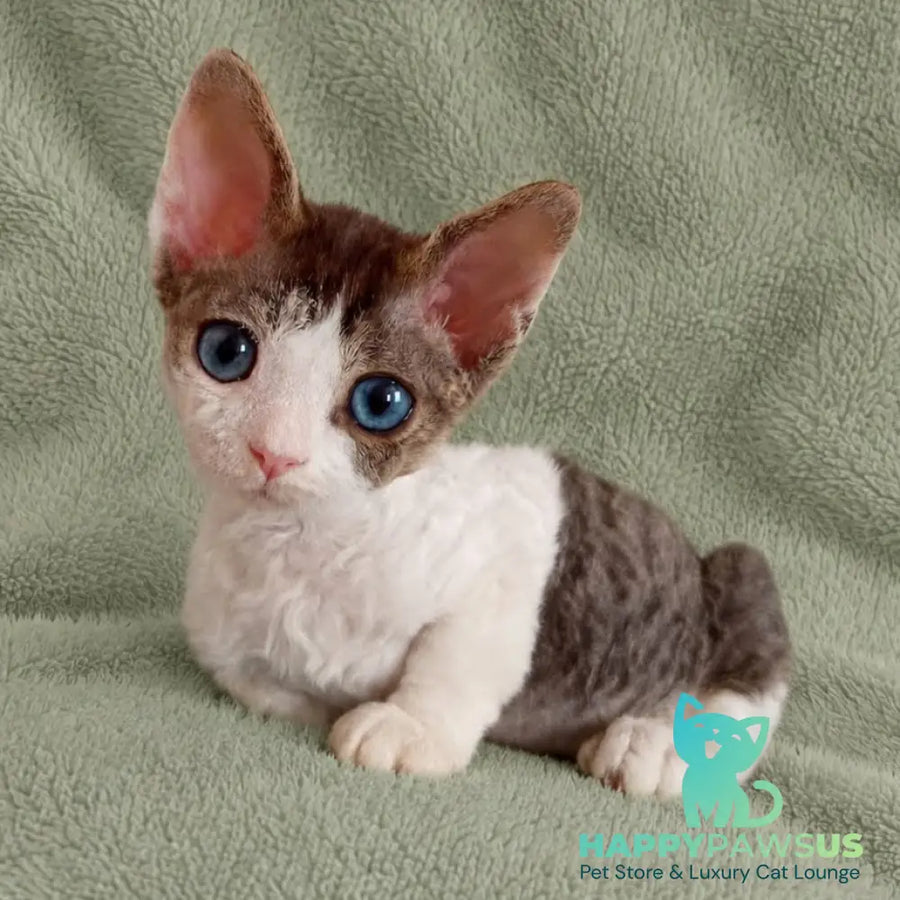 Lotty Devon Rex female black bicolour tabby - live animals
