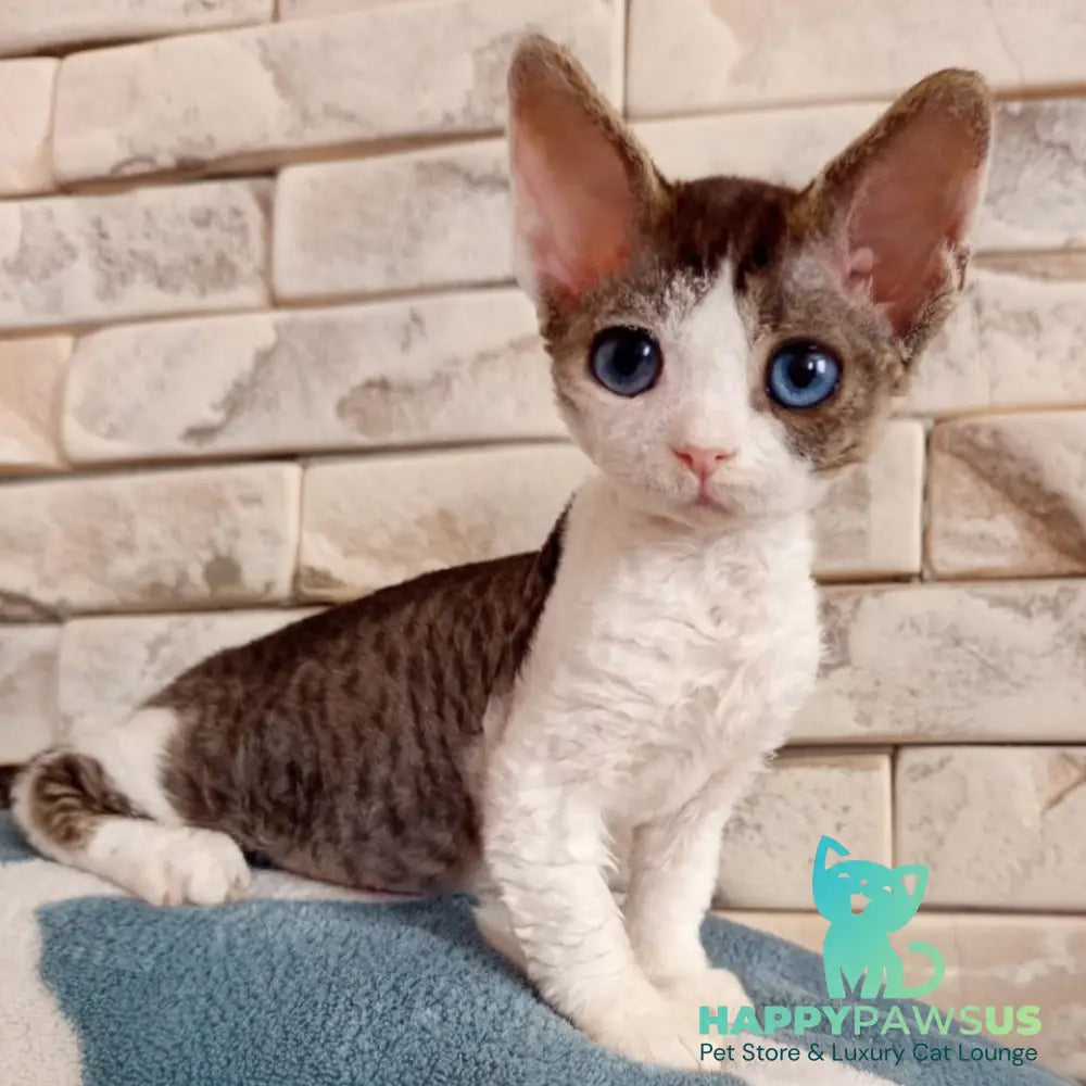 Lotty Devon Rex female black bicolour tabby - live animals