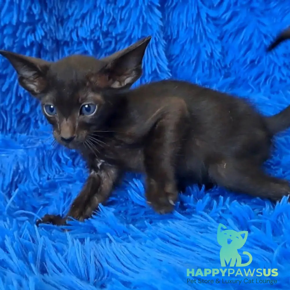 Lotus Oriental Shorthair male black - live animals