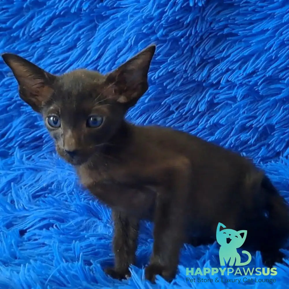 Lotus Oriental Shorthair male black - live animals