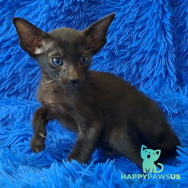 Lotus Oriental Shorthair male black - live animals