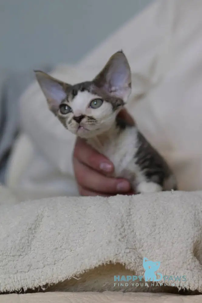 Louis Devon Rex male black tabby harlequin live animals