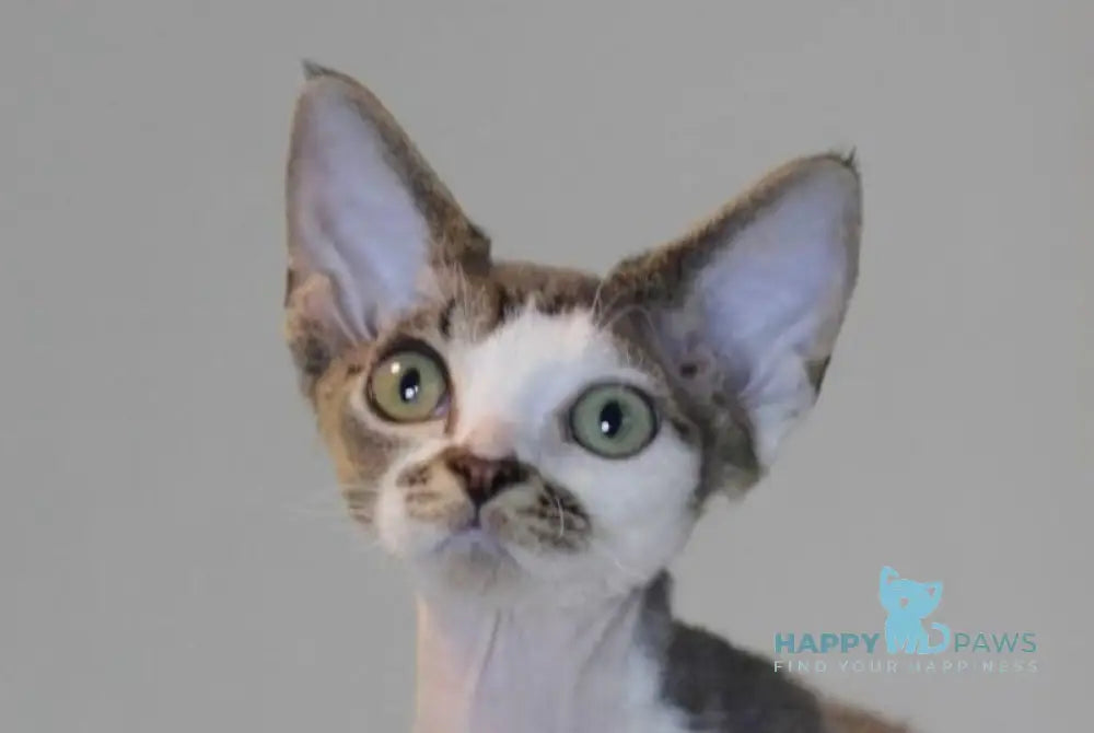 Louis Devon Rex male black tabby harlequin live animals