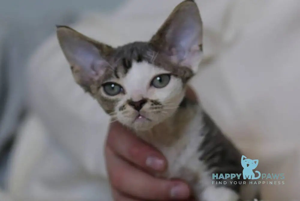 Louis Devon Rex male black tabby harlequin live animals