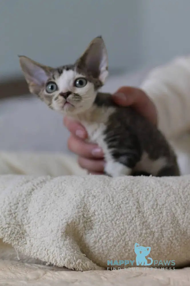 Louis Devon Rex male black tabby harlequin live animals