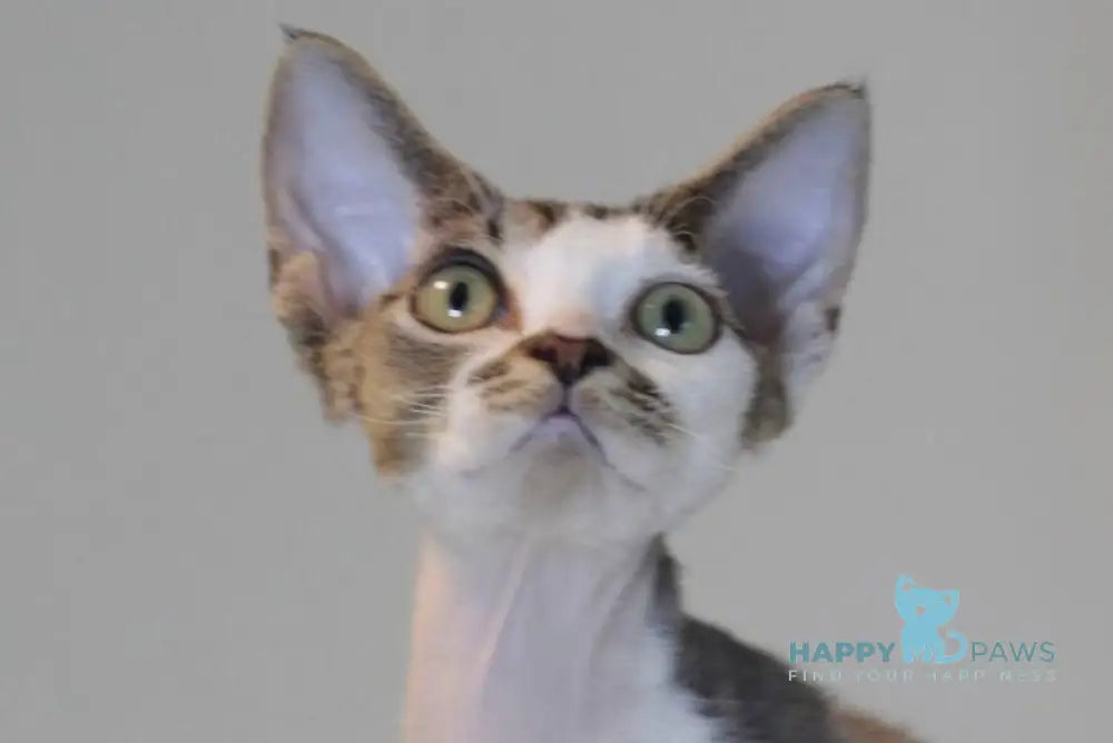 Louis Devon Rex male black tabby harlequin live animals