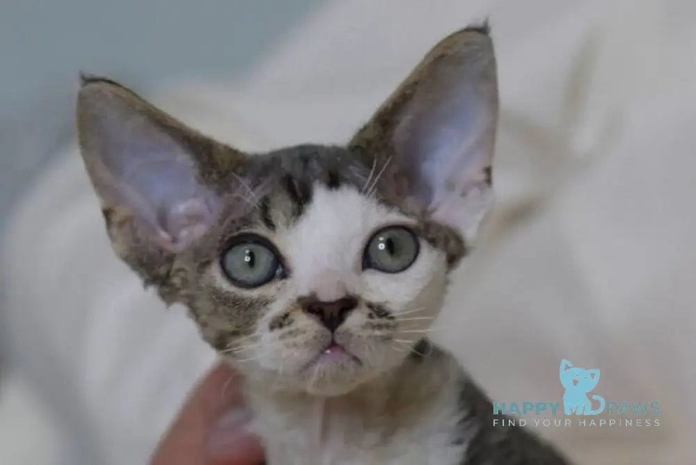 Louis Devon Rex male black tabby harlequin live animals