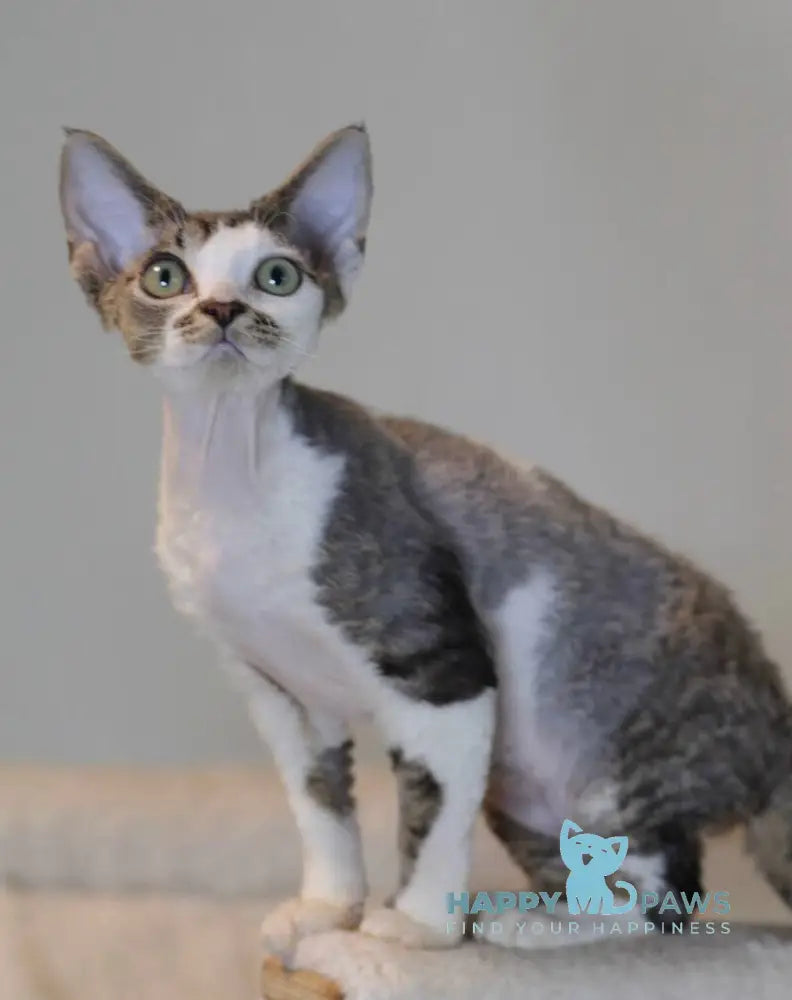 Louis Devon Rex male black tabby harlequin live animals