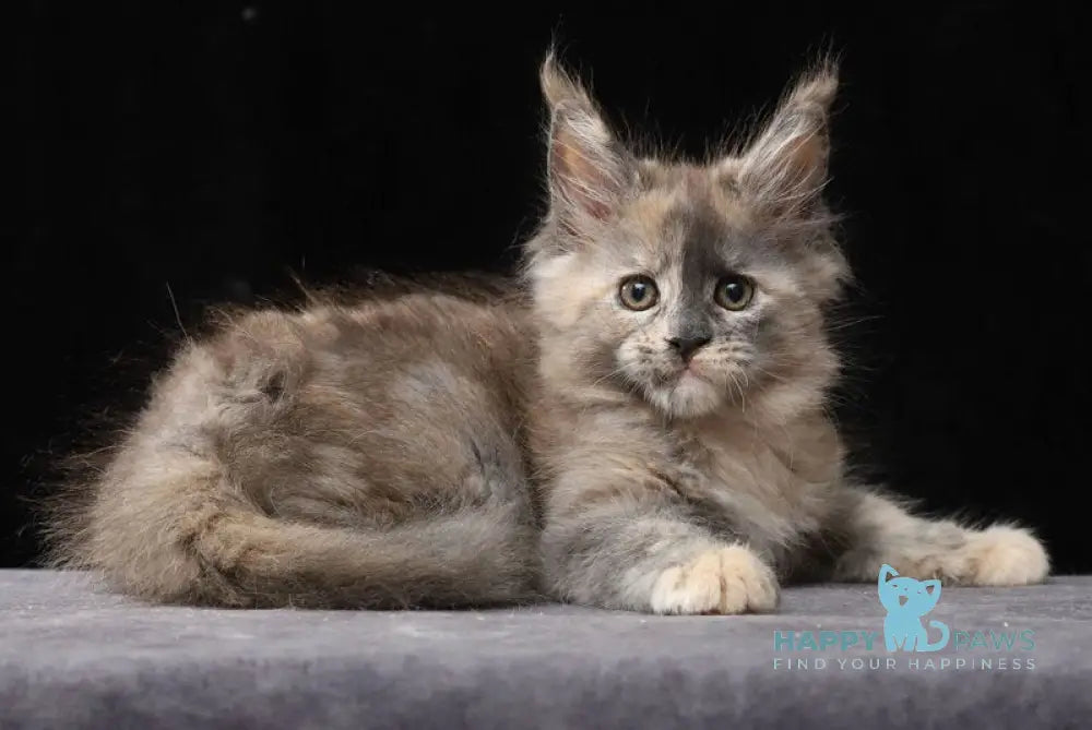 Louisa Maine Coon female blue tortie live animals