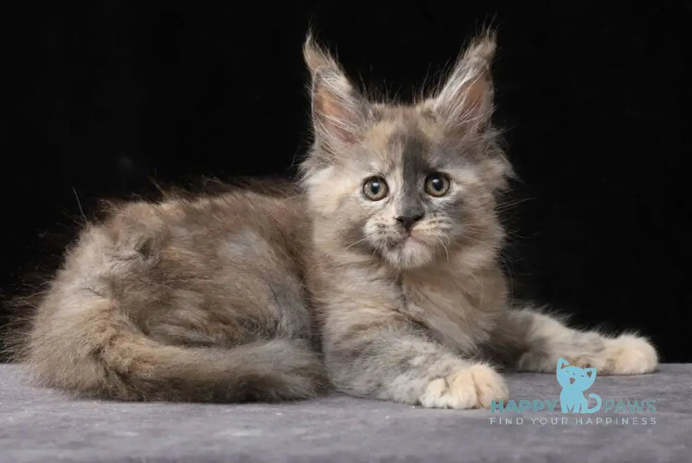 Louisa Maine Coon female blue tortie live animals