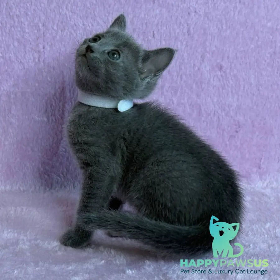 Louise Russian Blue female blue - live animals