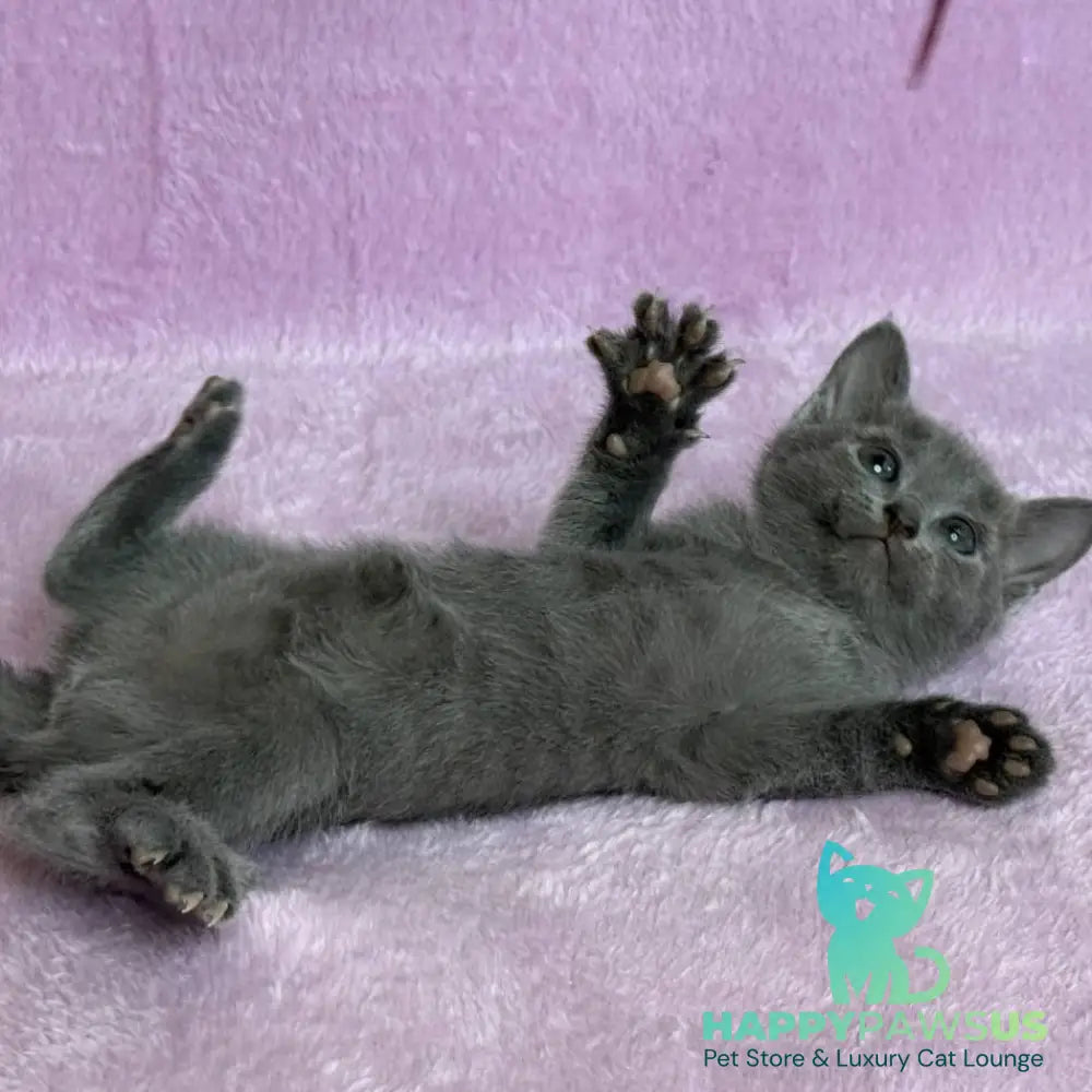Louise Russian Blue female blue - live animals