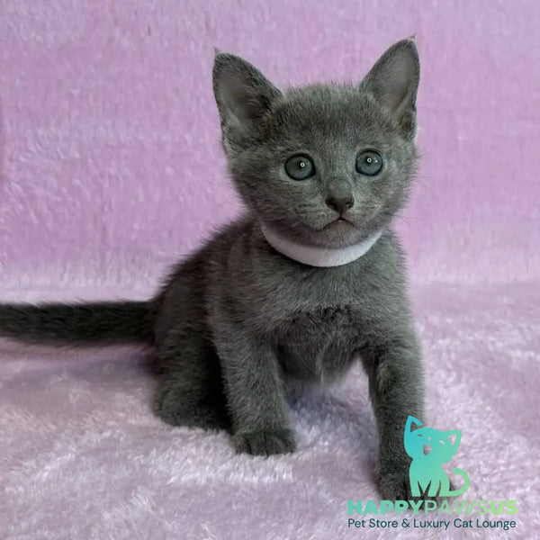 Louise Russian Blue female blue - live animals