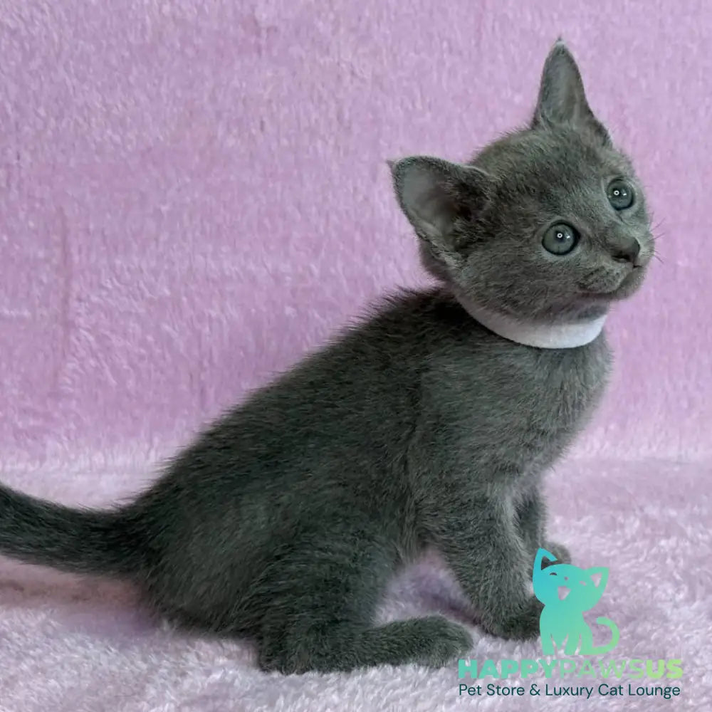 Louise Russian Blue female blue - live animals