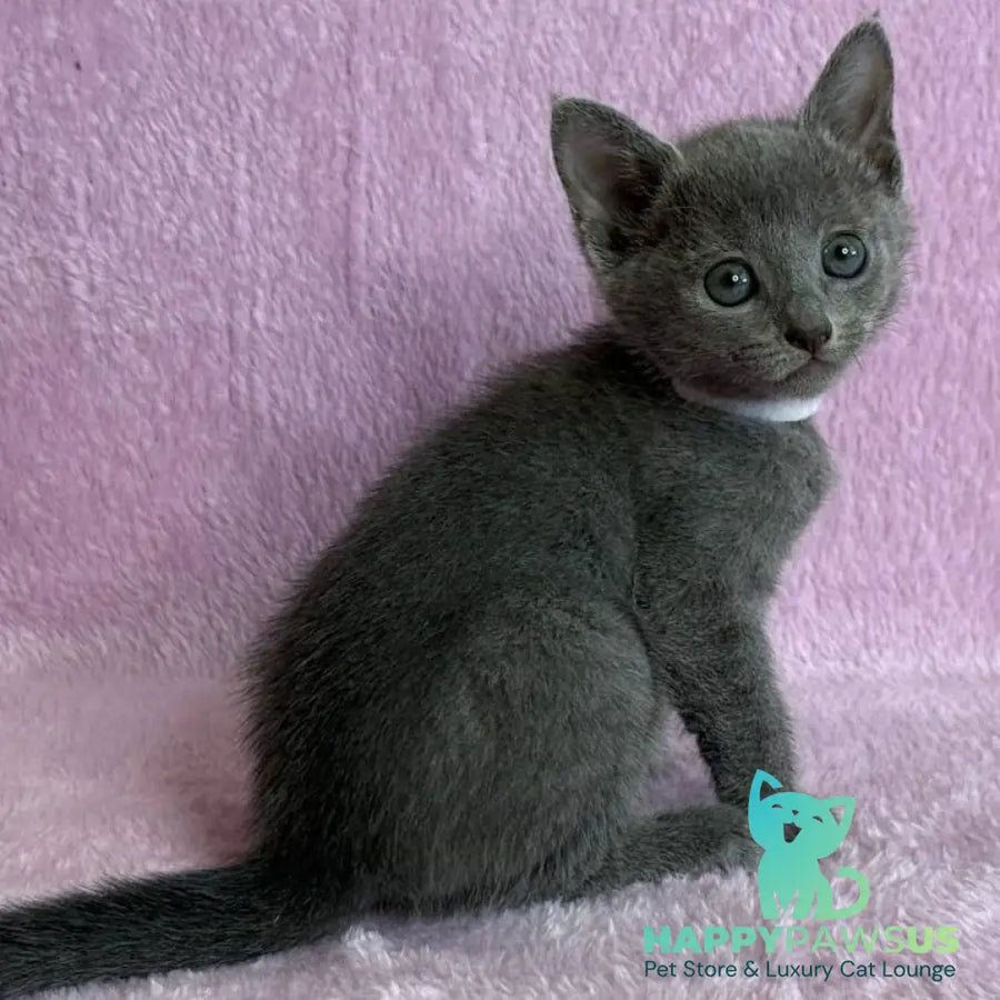 Louise Russian Blue female blue - live animals