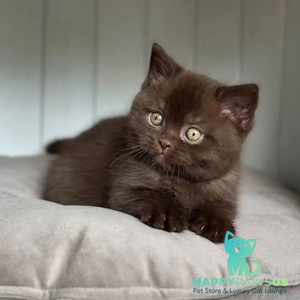 Lousie Scottish Straight male chocolate - live animals
