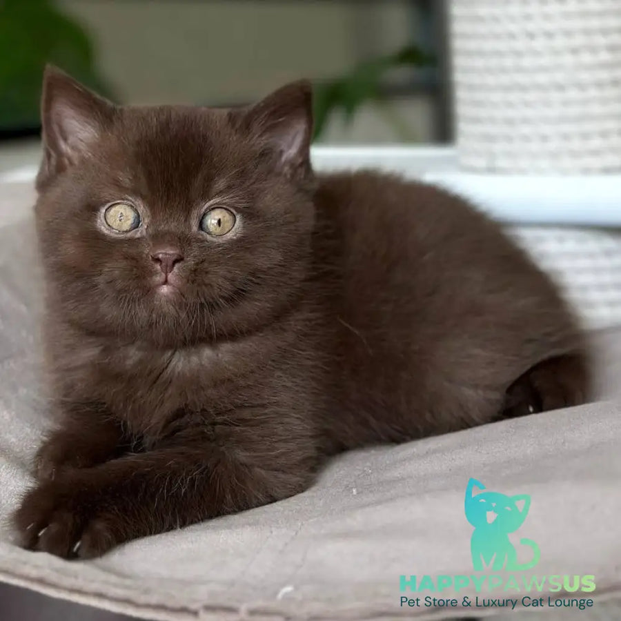 Lousie Scottish Straight male chocolate - live animals