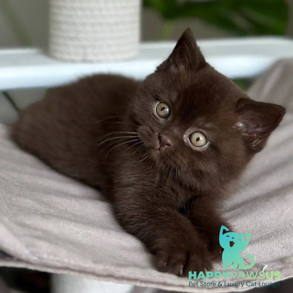 Lousie Scottish Straight male chocolate - live animals